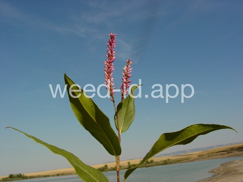 smartweed, water
